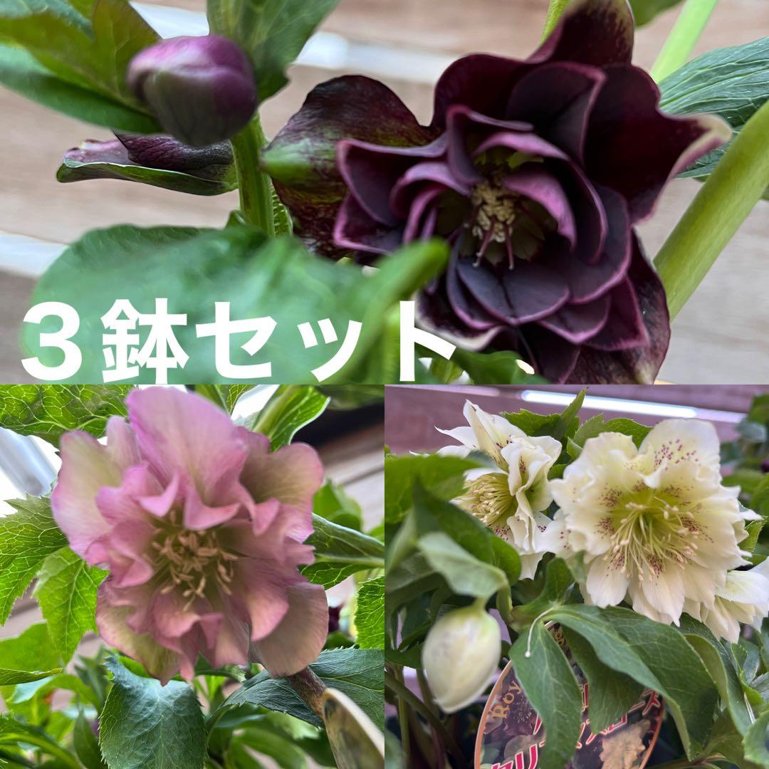 クリスマスローズ　八重咲き　ダブル　エレン　5号　3鉢セット　蕾多数　現物　Ｍ