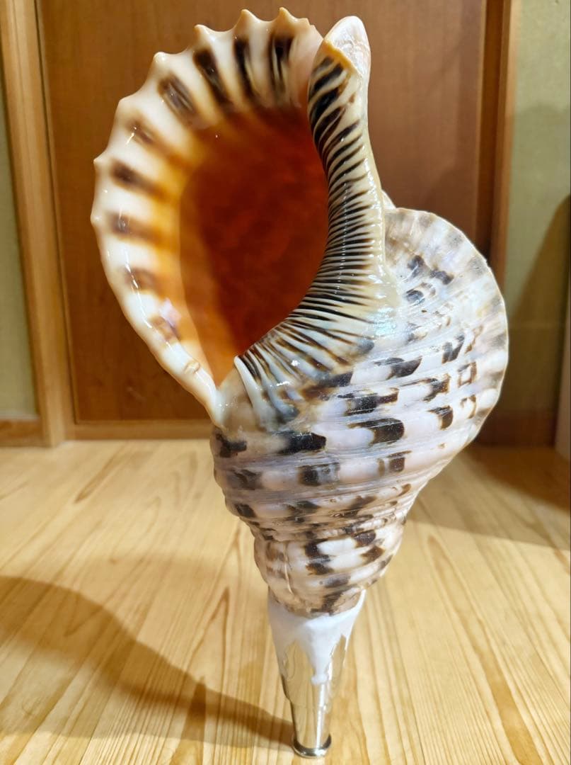 特大肉厚42.5㎝修験道法螺貝　山伏　密教　魔除け　熊よけ❣️ホラガイ　ほら貝
