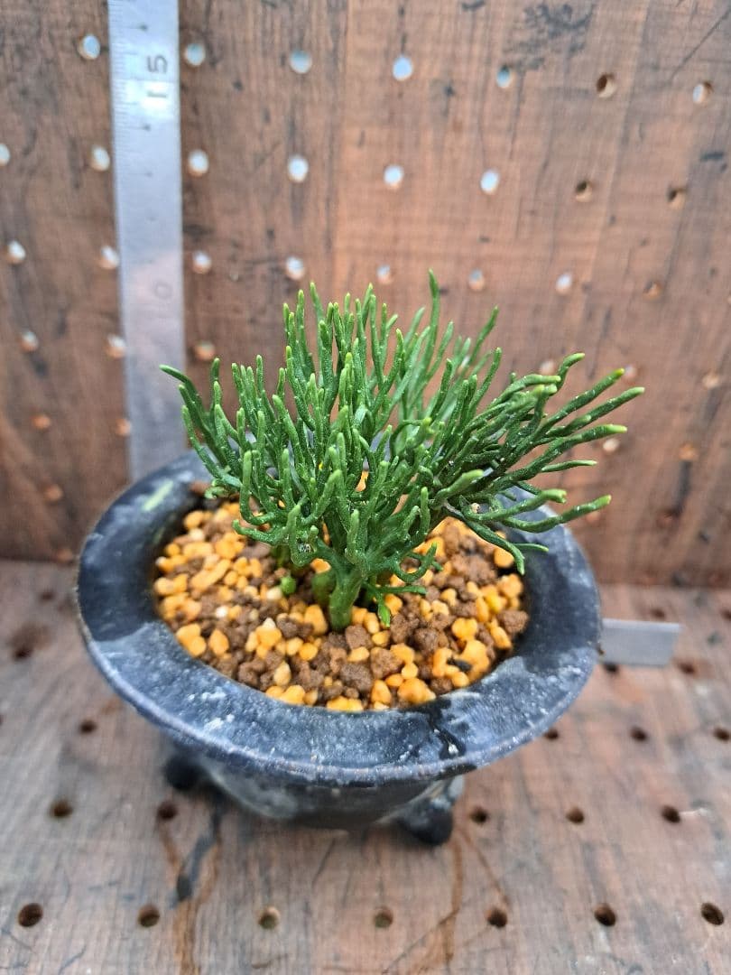 松葉蘭　青龍角　シダ植物　観葉植物　植物　インテリア　ガーデニング　園芸　古典