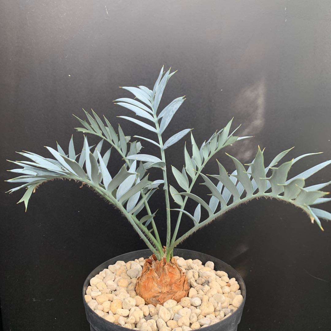 【南ア産・発根済】エンセファラルトス・ホリダス 約6cm｜No3-31