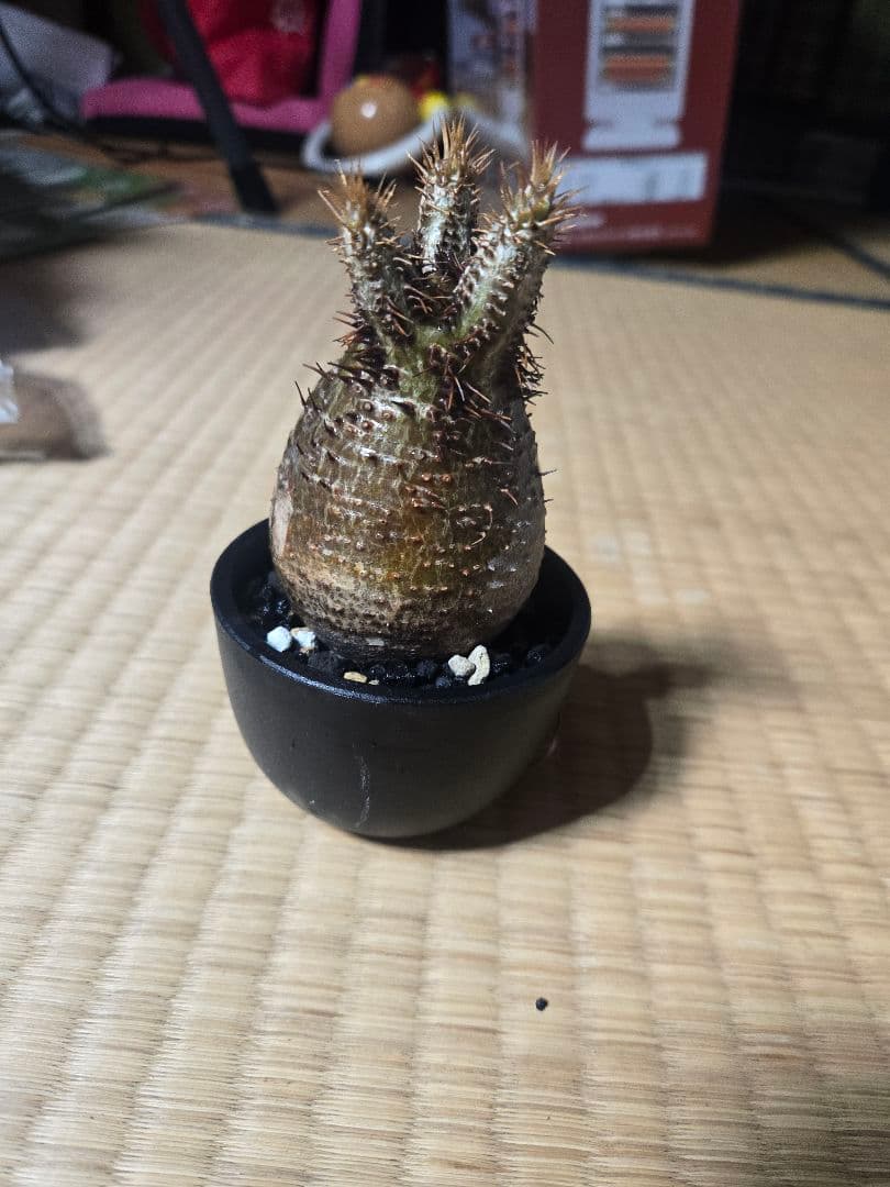 ばこみ パキポディウム グラキリス 発根済 現地株 現地株 ミニ チビ