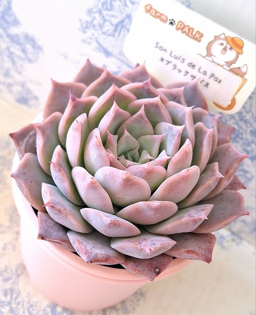 あずき猫様 リクエスト 2点 まとめ商品