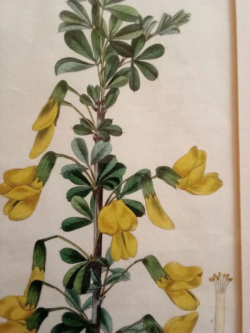 イギリス ボタニカル画の額装品 銅版画に手彩色 1827年 - メルカリ