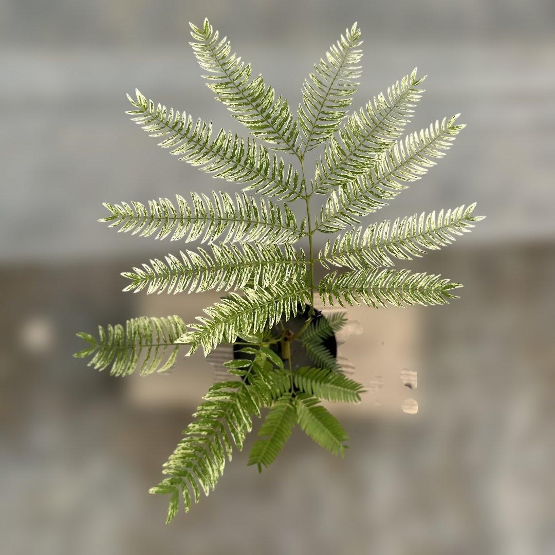 k*p様 エバーフレッシュ斑入り