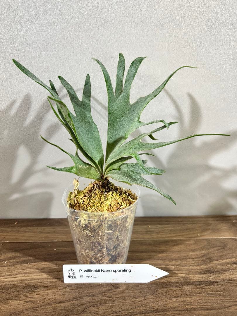 ライフ様おまとめNano(spore)【61】Bacteria (TC)【49】