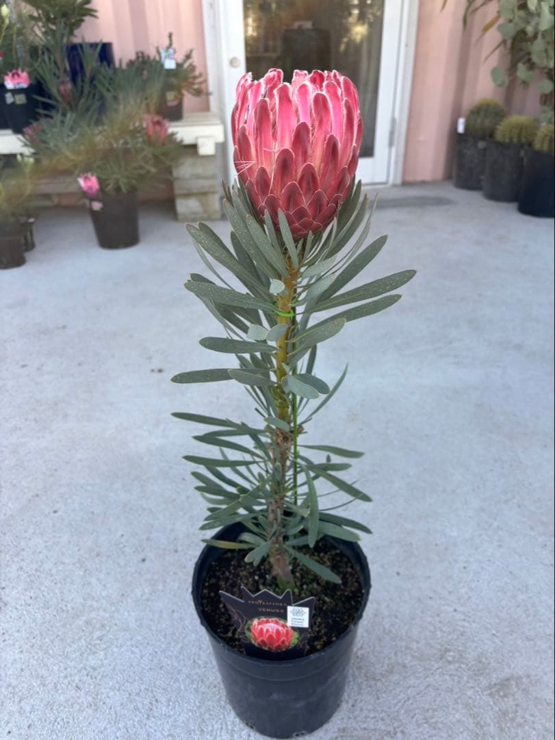 プロテアヴィーナス　ビーナス　希少！