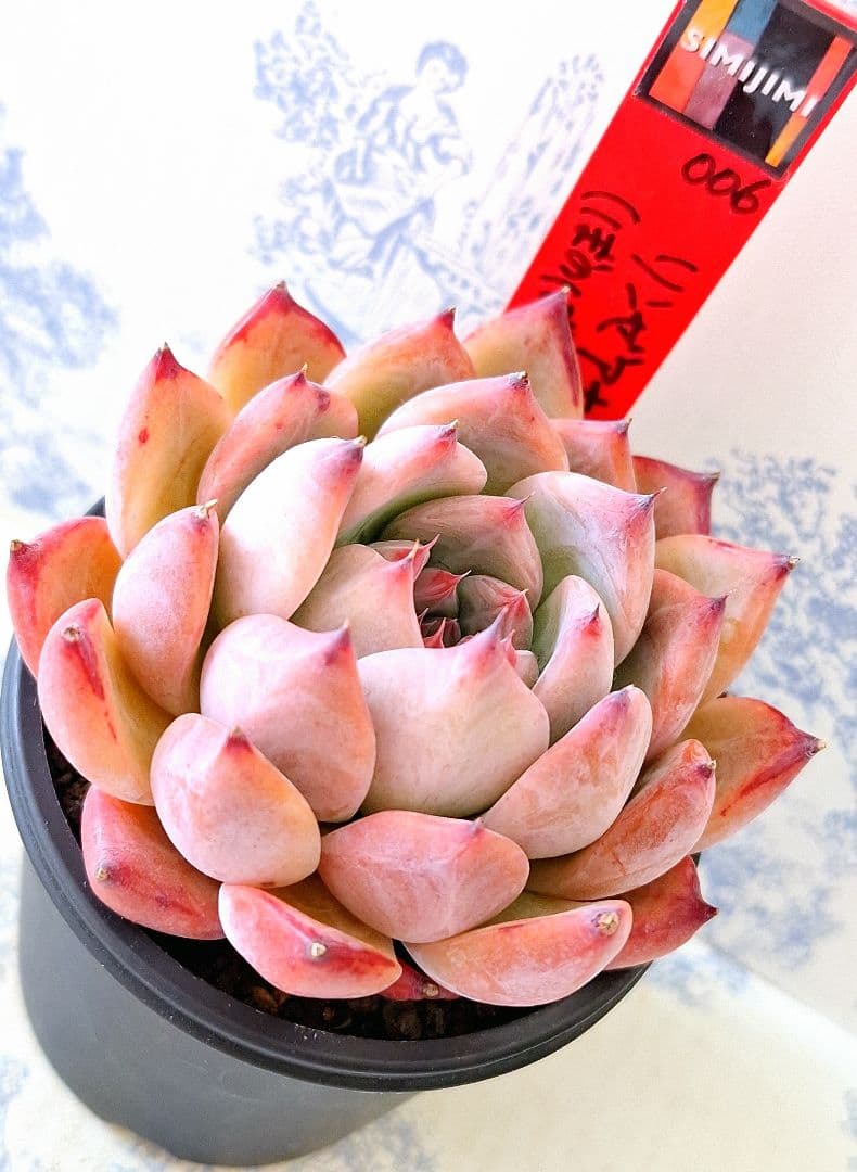 simijimiさん苗リンゼアナ×(ぼのぼの×二瓶)札付きポットごとメルカリ便