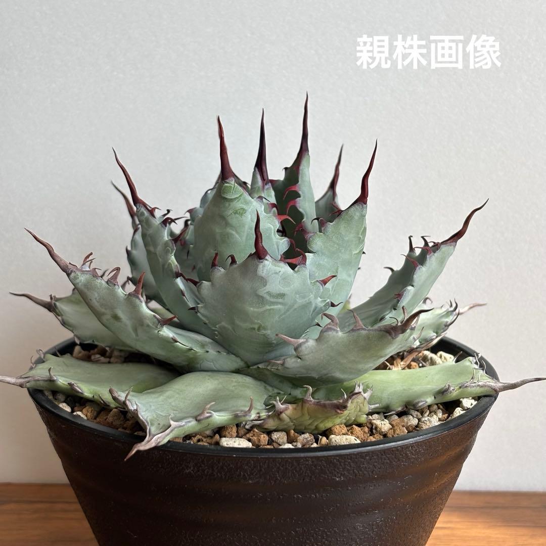 アガベ ハイブリッド 激怒之舞 No.51 コンテスト株 子株　Lize株 アガベ ハイブリッド 激怒之舞 子株 激怒甲蟹×屈原の舞扇 no.1 Lize株