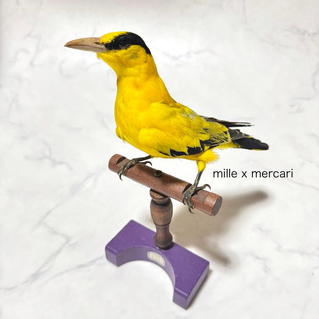 フランス アンティーク 鳥の剥製