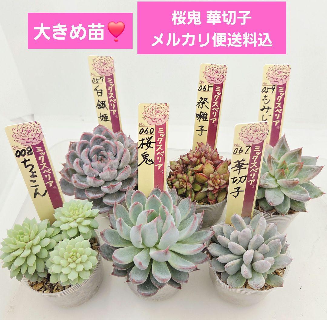 か*え様 ㊲大きめ苗! 桜鬼❣️ちょこん❣️華切子❣️おらいさん発根済 6苗 メ