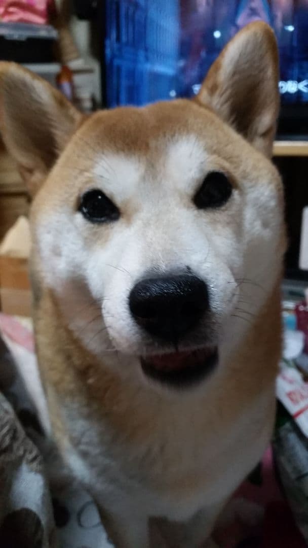 柴犬アンちまSHOP♥️化粧品大量セット