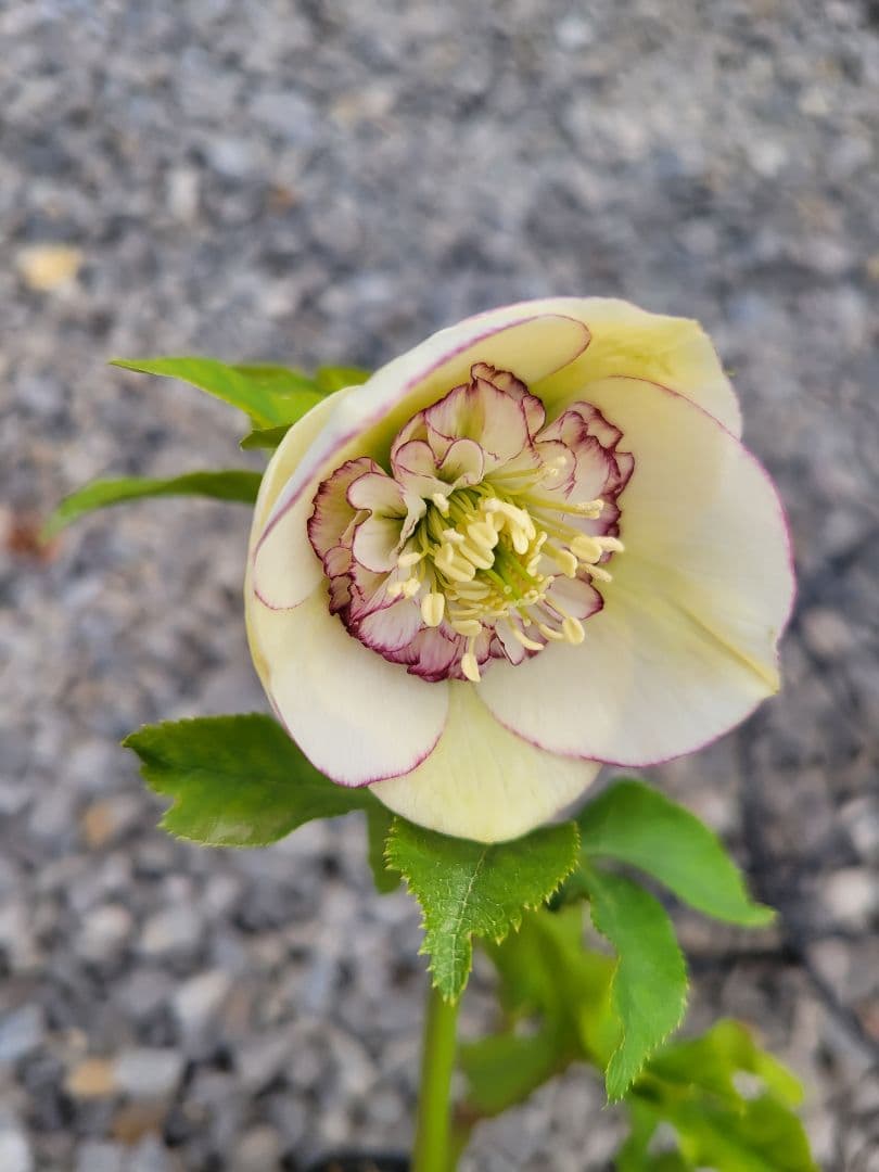 クリスマスローズ　セミダブル　加藤農園