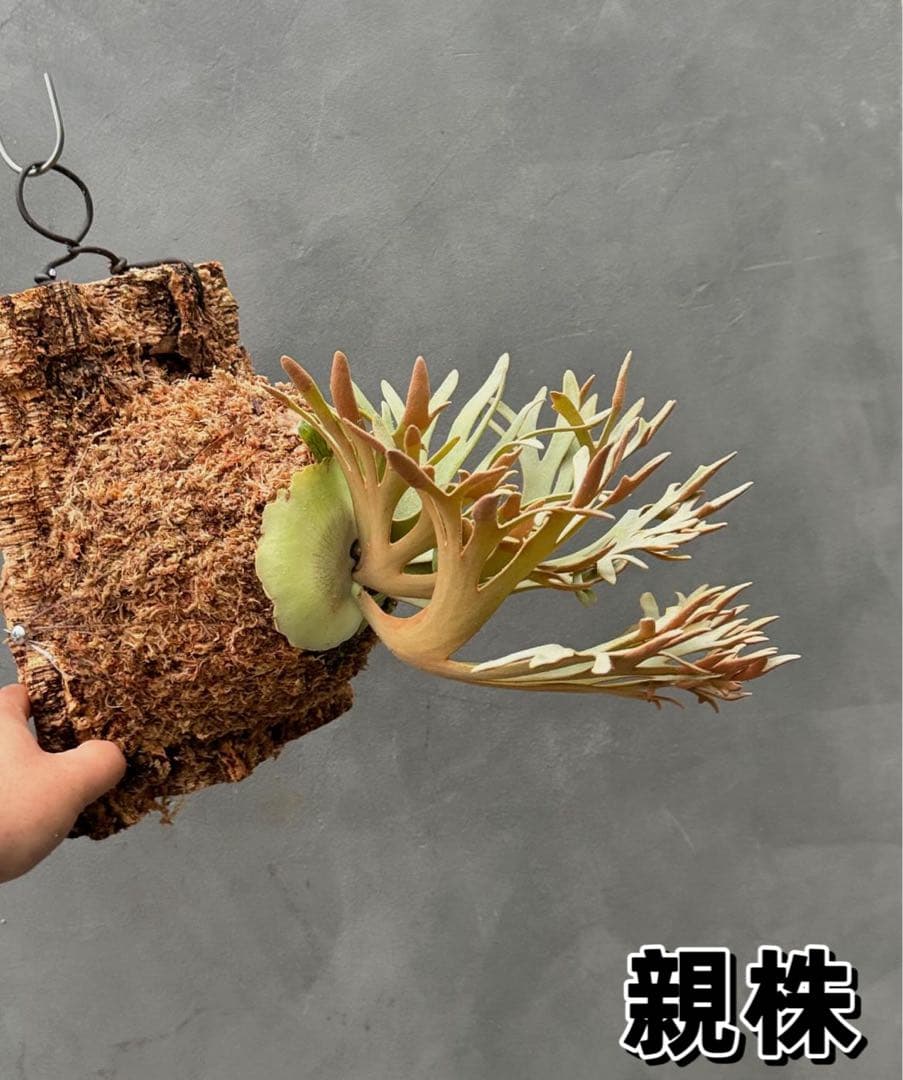 ビカクシダ willinckii Golden Boy 金童#2 - メルカリ