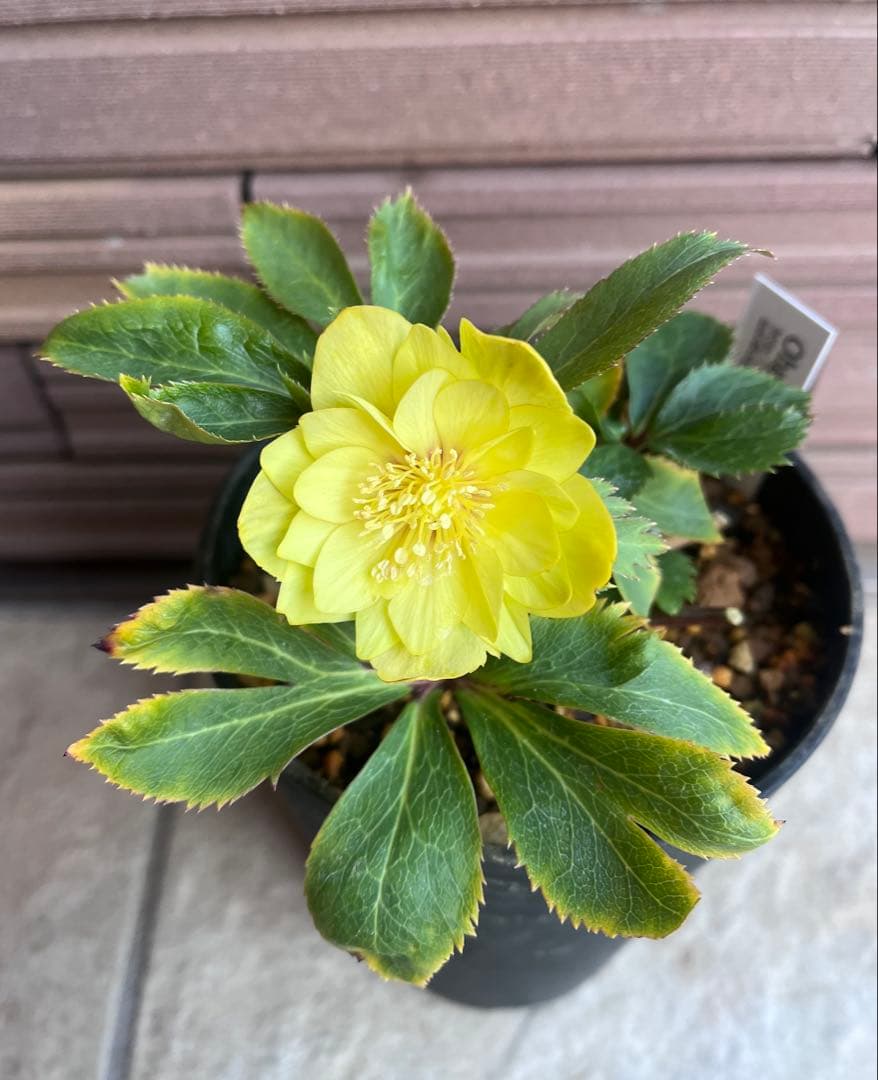 大木ナーサリー クリスマスローズ 玉系dd