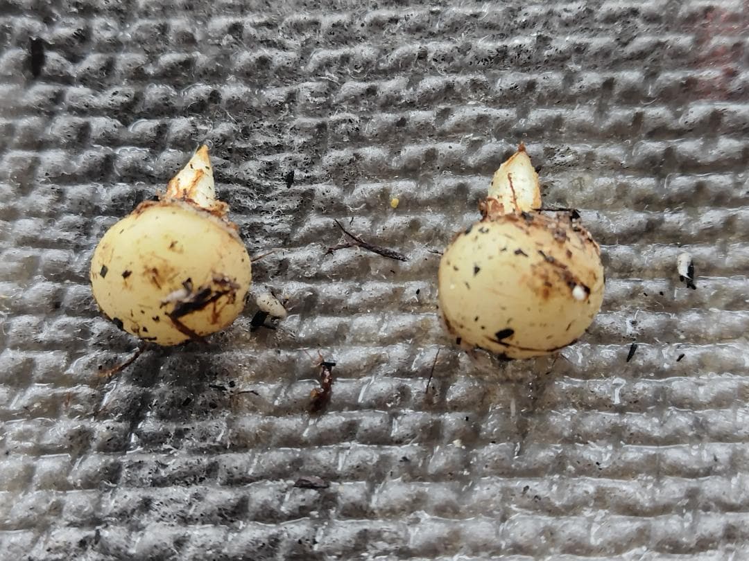 yoranda 　ホロテンナンショウ 開花見込み球×２