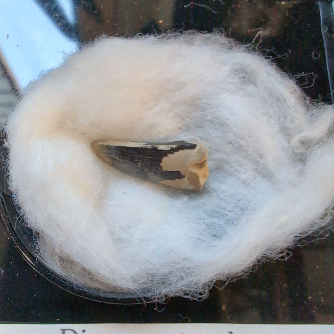 本物　小さな暴君　ディノサウルス(ナノティラヌス　ランセンス)　歯化石 ナノティラヌス - Wikipedia