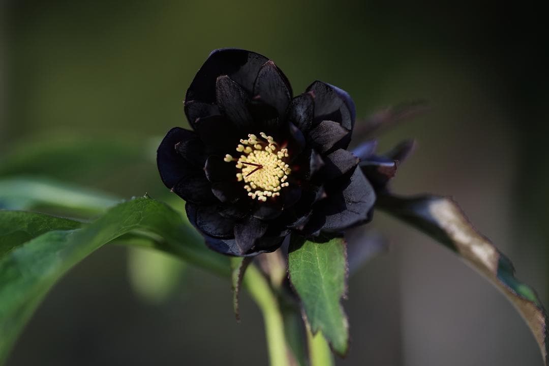 クリスマスローズ 開花株 八咫烏hyb（剣弁type）