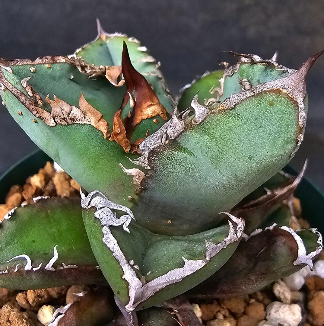 メルカリ便発送&ロウルサンコさんラベル付き☆アガベ ロック