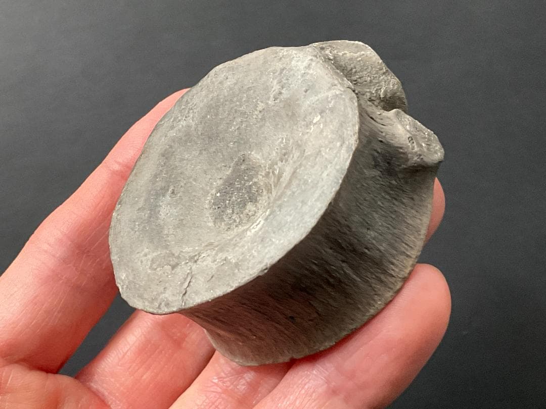 首長竜 化石 プレシオサウルス [PS28] 椎骨 クビナガリュウ 恐竜 最古の首長竜、ドイツで発見 “大量絶滅”生き延びた可能性 - ITmedia NEWS