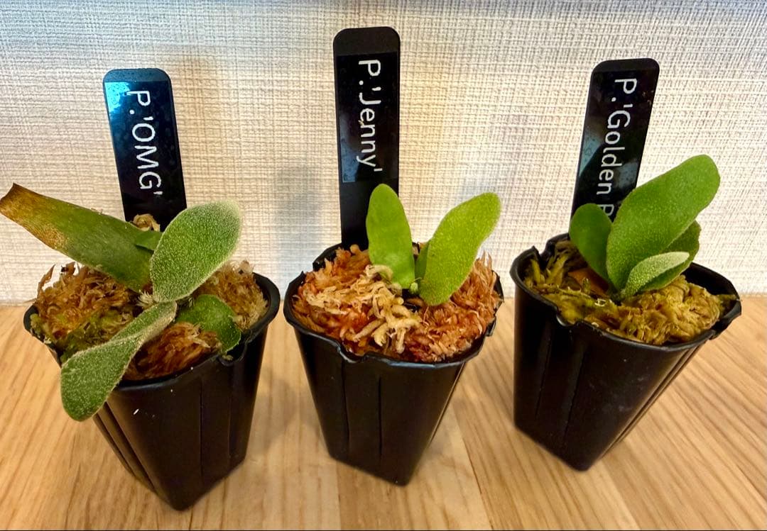 ビカクシダ　セット ジェニー　金童　OMG