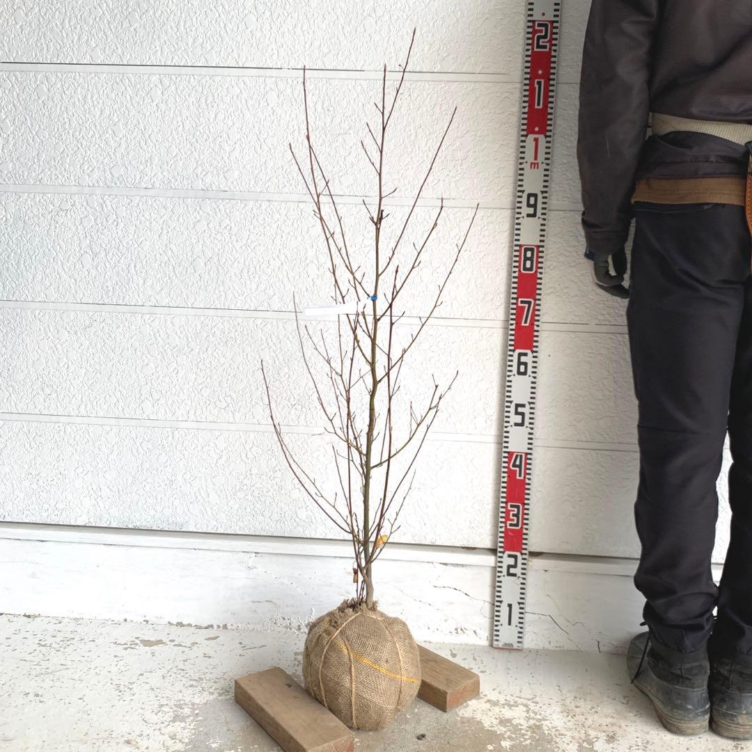 クロモジ　約100cm 黒文字\シロモジ\落葉樹 13 楽天市場】【現品】【クロモジ】黒文字 株立ち 自然風樹形 樹高H≒170