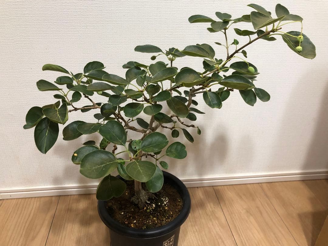 ナンジモンジャ ヒトツバタコ 盆栽