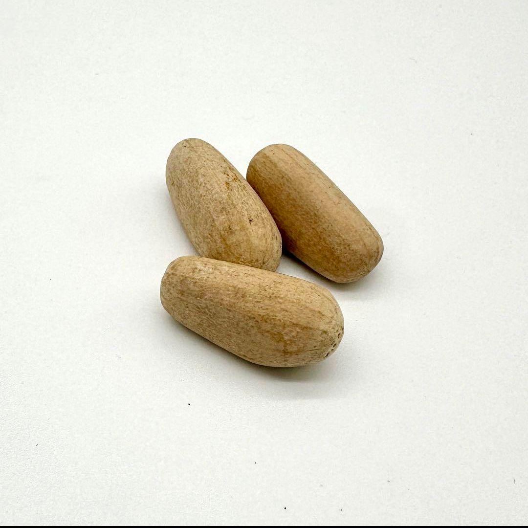 種子1粒 エンセファラルトス ホリダス ドワーフ