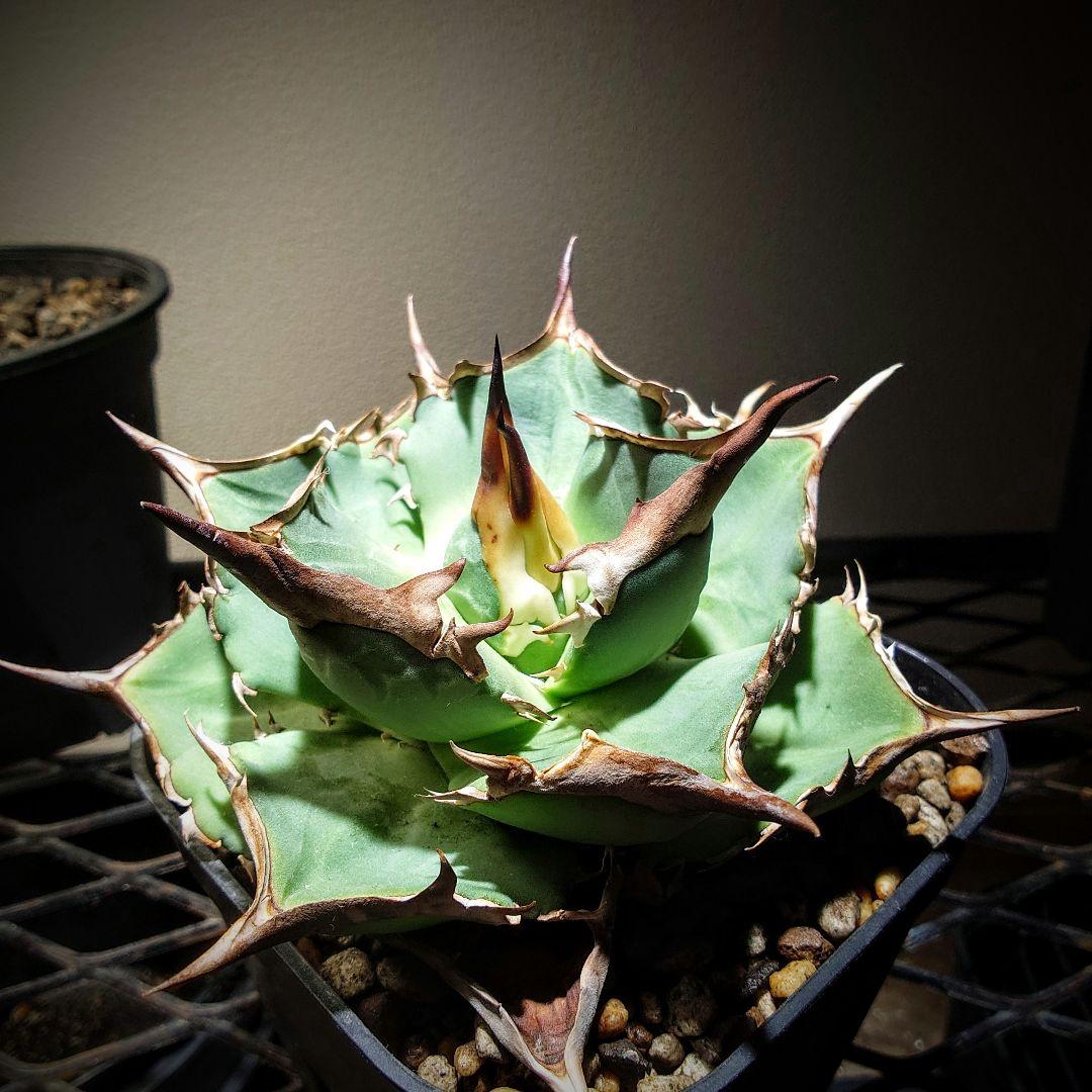 アガベ　オテロイ実生株