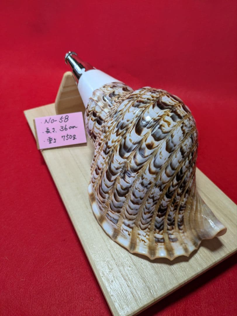 法螺貝ＮＯ５８、ホラ貝、和楽器、和太鼓、置物