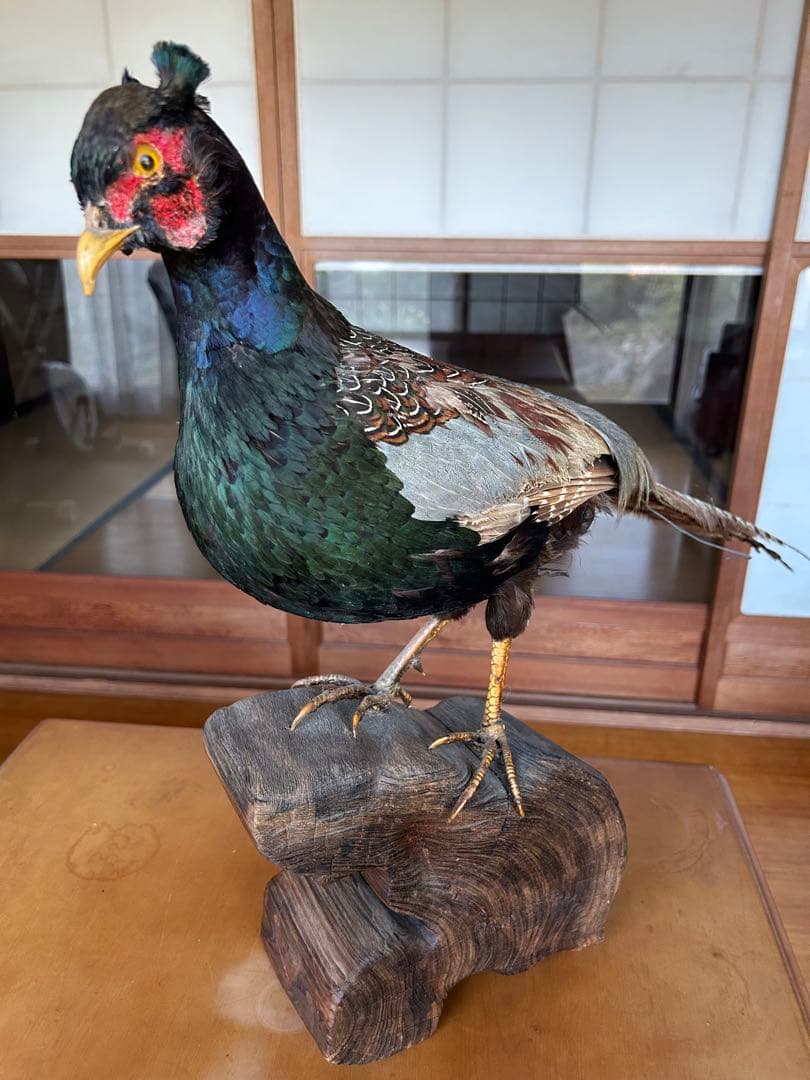 雉　キジの剥製　レトロ