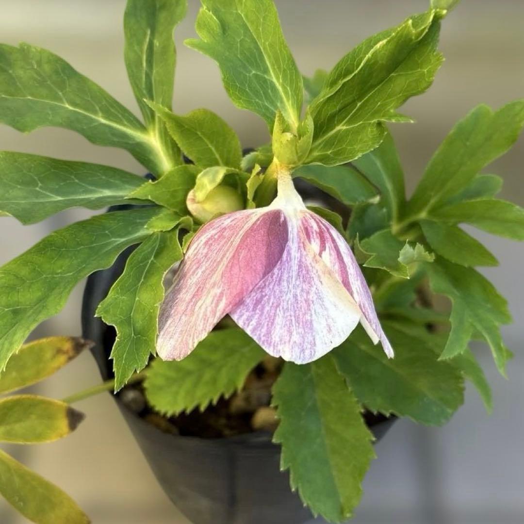 りーちゃん様ご依頼品　野田園芸　絞りSD 開花株　現品　メルカリ便発送