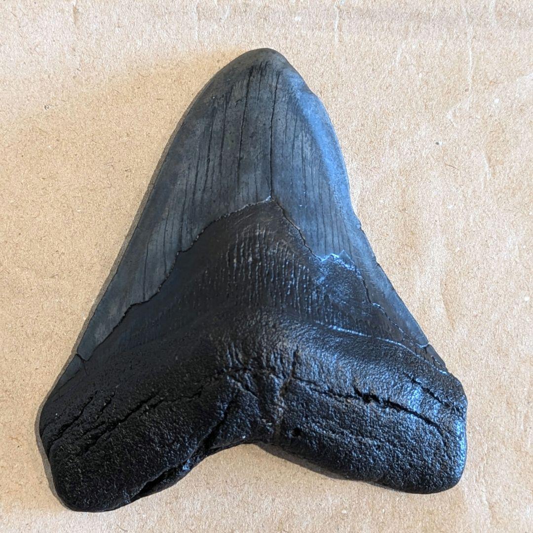 大きなメガロドンの歯　化石　123mm MG1201