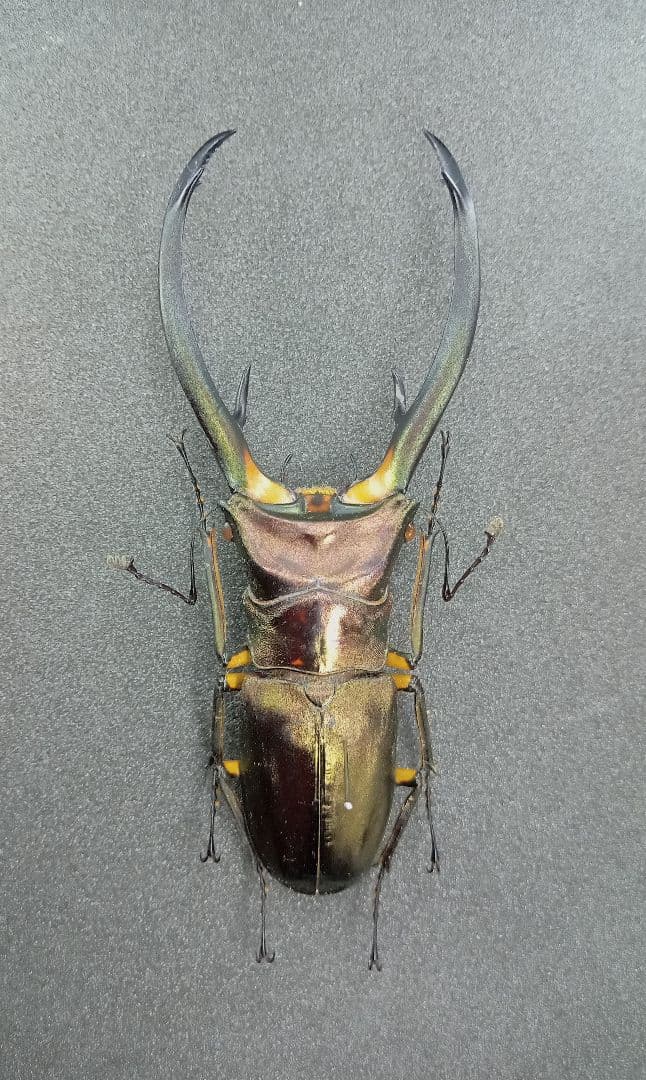 良型大型 エラフスホソアカクワガタ♂野外標本 - メルカリ