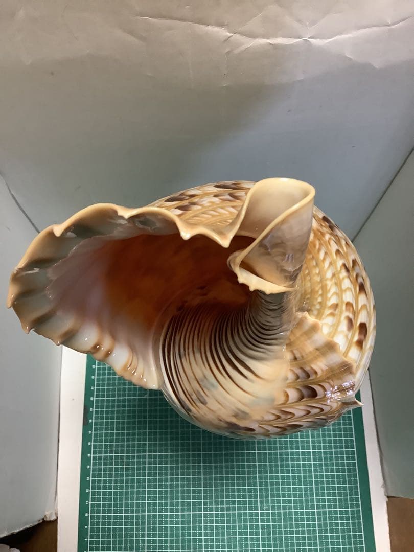 ヤフメリ62・法螺貝・山伏・修験者・戦国武将・豊臣兄弟・出羽三山・熊