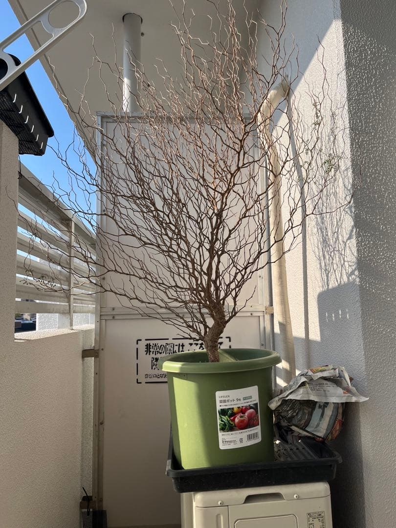 早い者勝ち 超極太 実生 パキプス オペルクリカリアパキプス