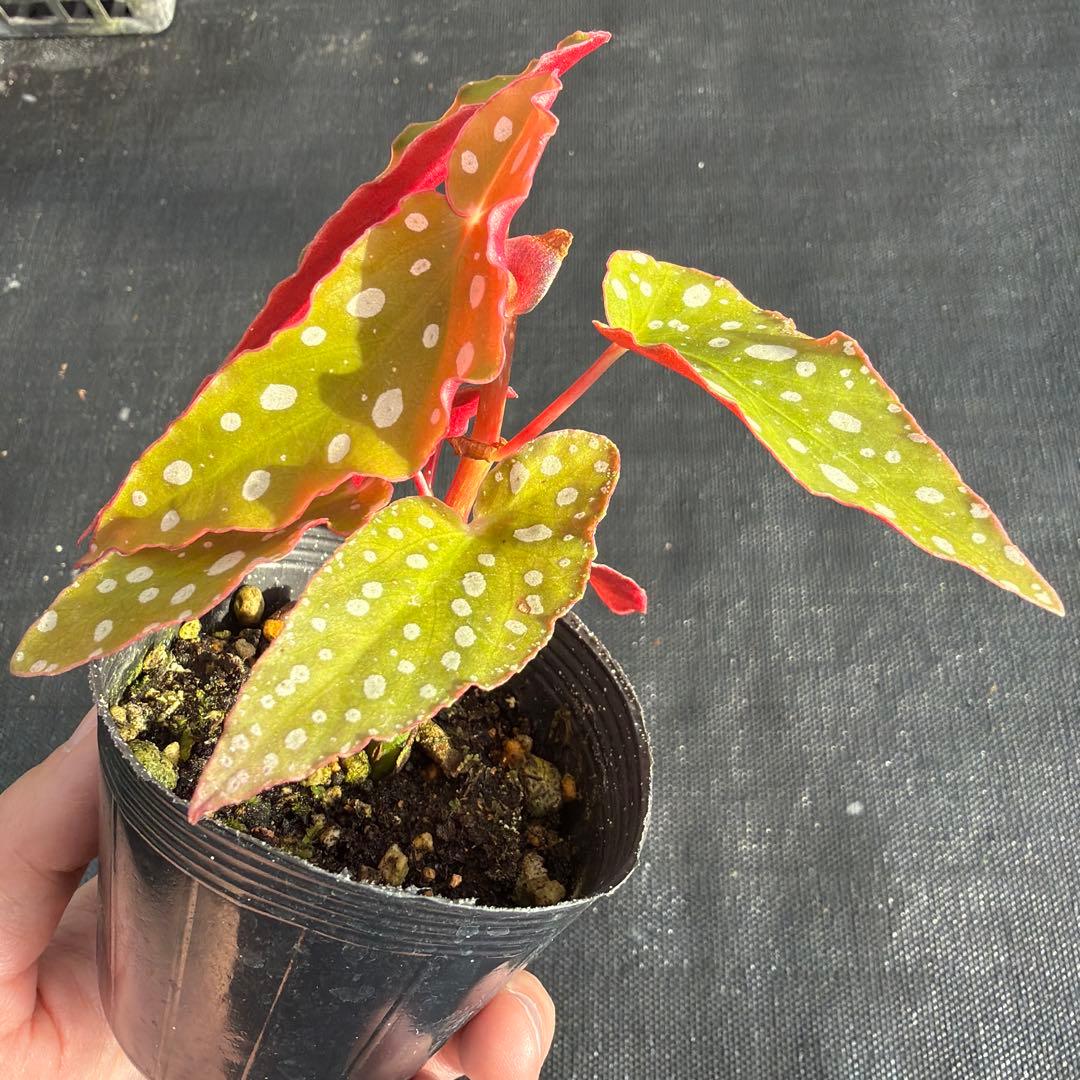 ベゴニア マクラータ 赤み強い個体 鉢ごと メルカリ便 - メルカリ