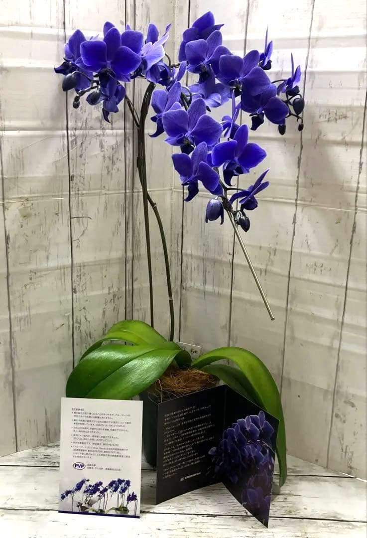 ①正規品　希少品種　胡蝶蘭　コチョウラン　ファレノプシス　ブルージーン　パープル