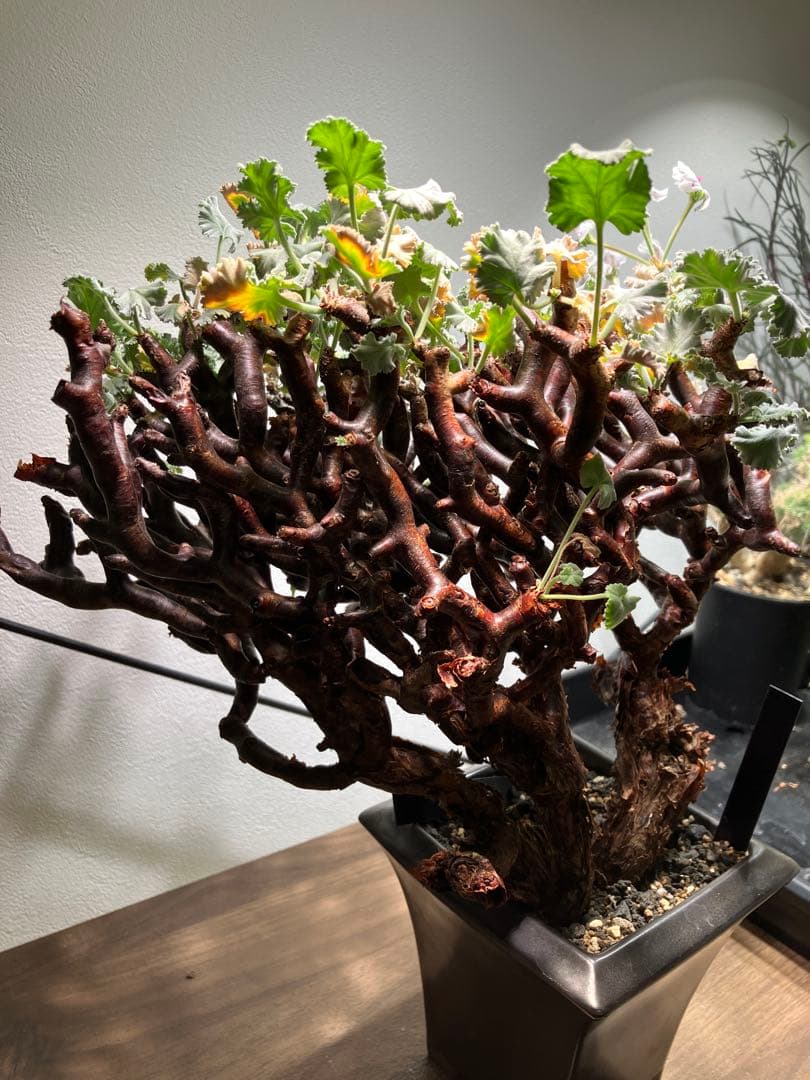 ペラルゴニウム　ミラビレ　現地球　発根済み