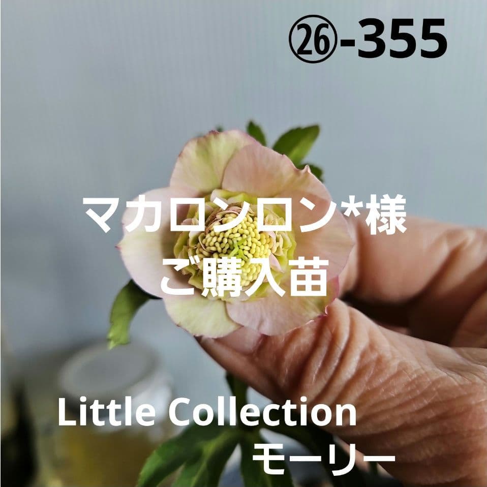 マカロンロン*様ご購入苗㉖-355クリスマスローズ マカロンロン*様ご購入苗㉖-355クリスマスローズ マカロンロン*様にご