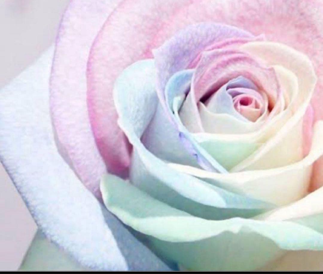 たんたん S3 コラゲリード