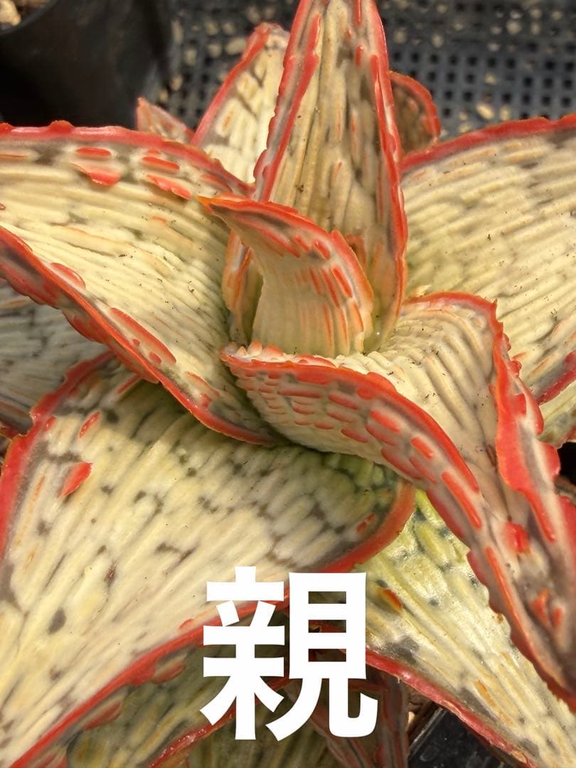 アロエ ハイブリッド 子株Aloe hybrid 第四種 Fe−42 - メルカリ