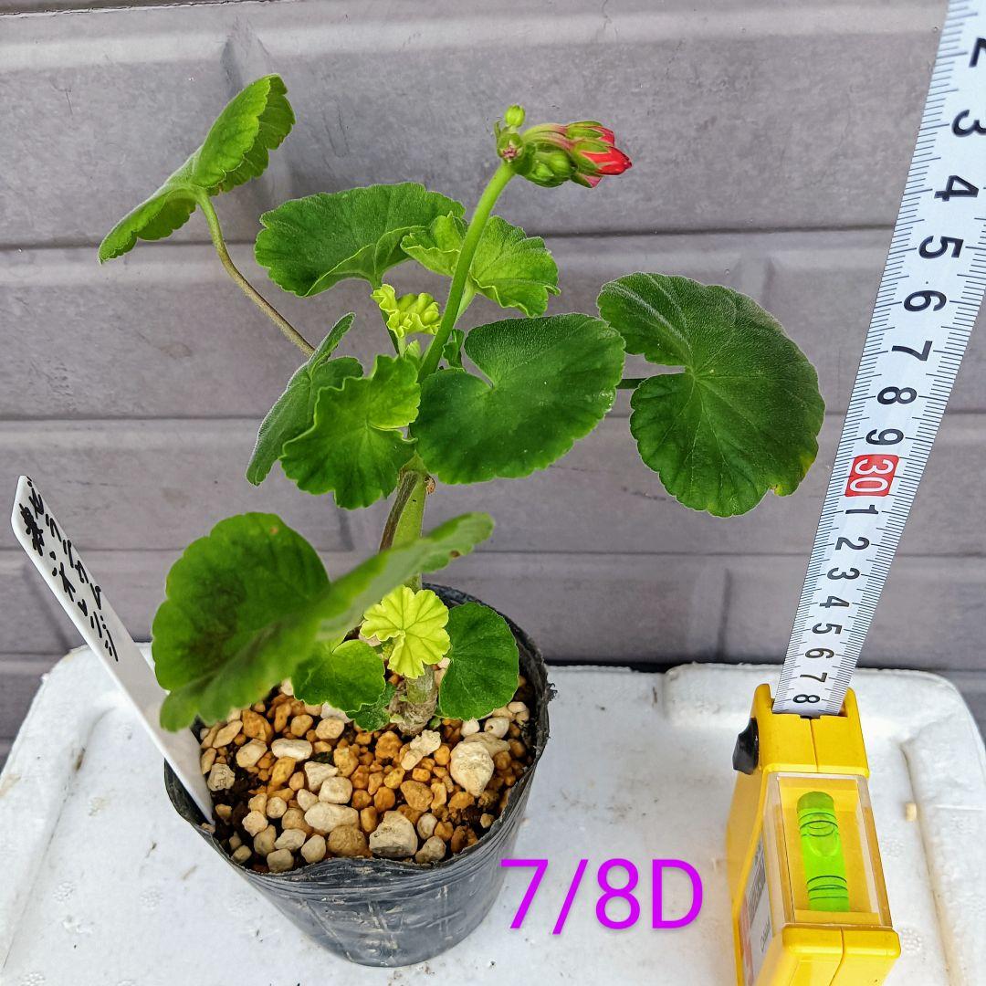 7/8D ゼラニウム 苗 濃いオレンジ 花付き 八重咲 花苗 大きめ苗 匿名