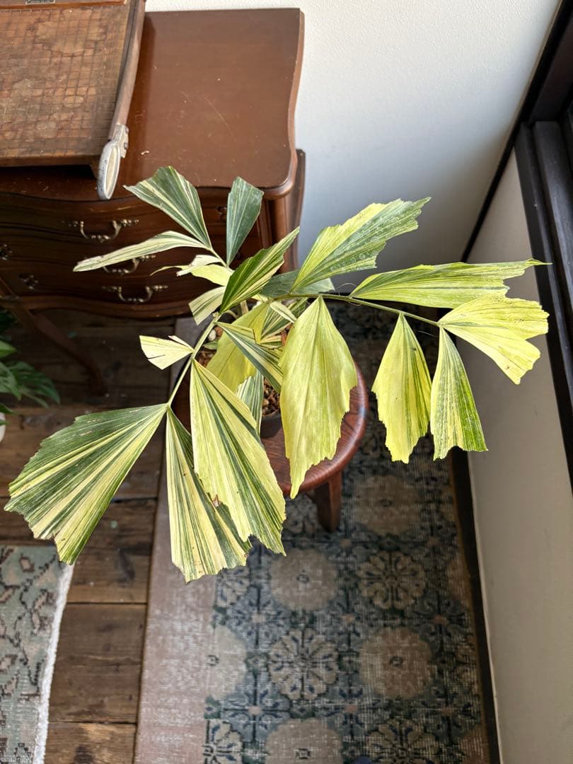 大株 クジャクヤシ斑入り Caryota mitis variegated 5号