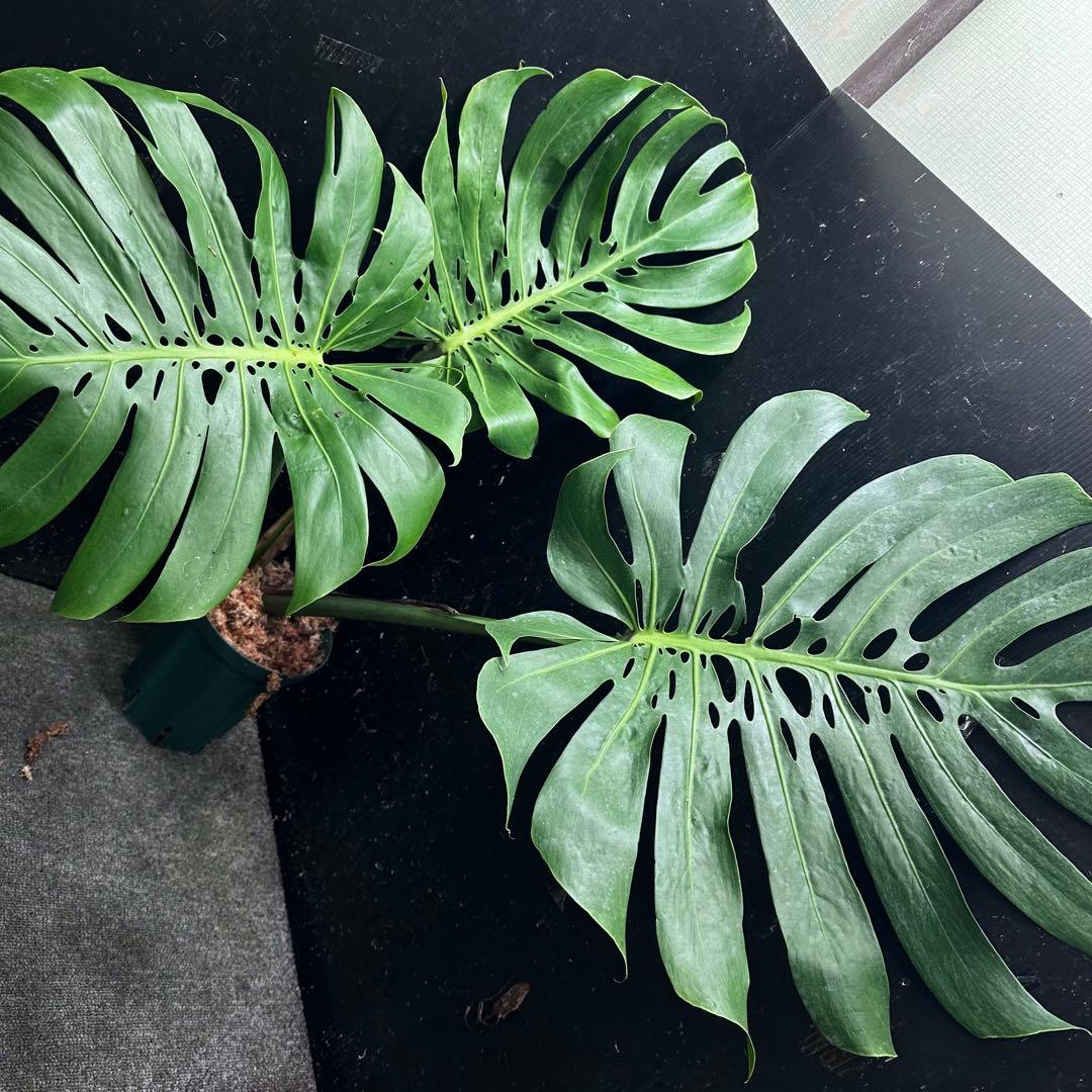 よ*君様 モンステラデリシオーサマクロコズム超希少系統鉢植え79㎝ 希少】モンステラ デリシオーサ 'マクロコズム' – RARE PLANTS JAPAN