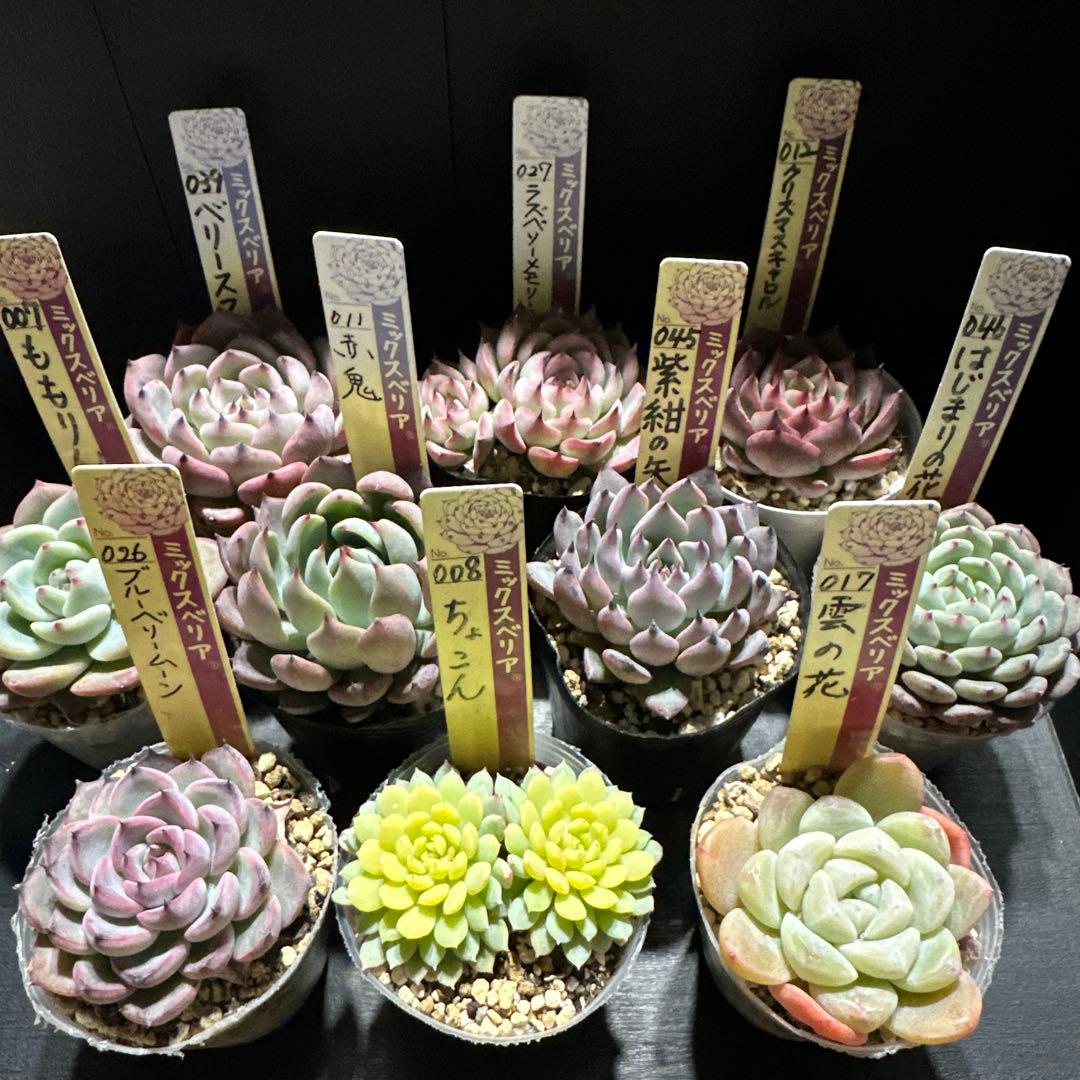 か*ん様 おらいさん苗10点セット　今回でラスト！　可愛い子ちゃんセット　札なし