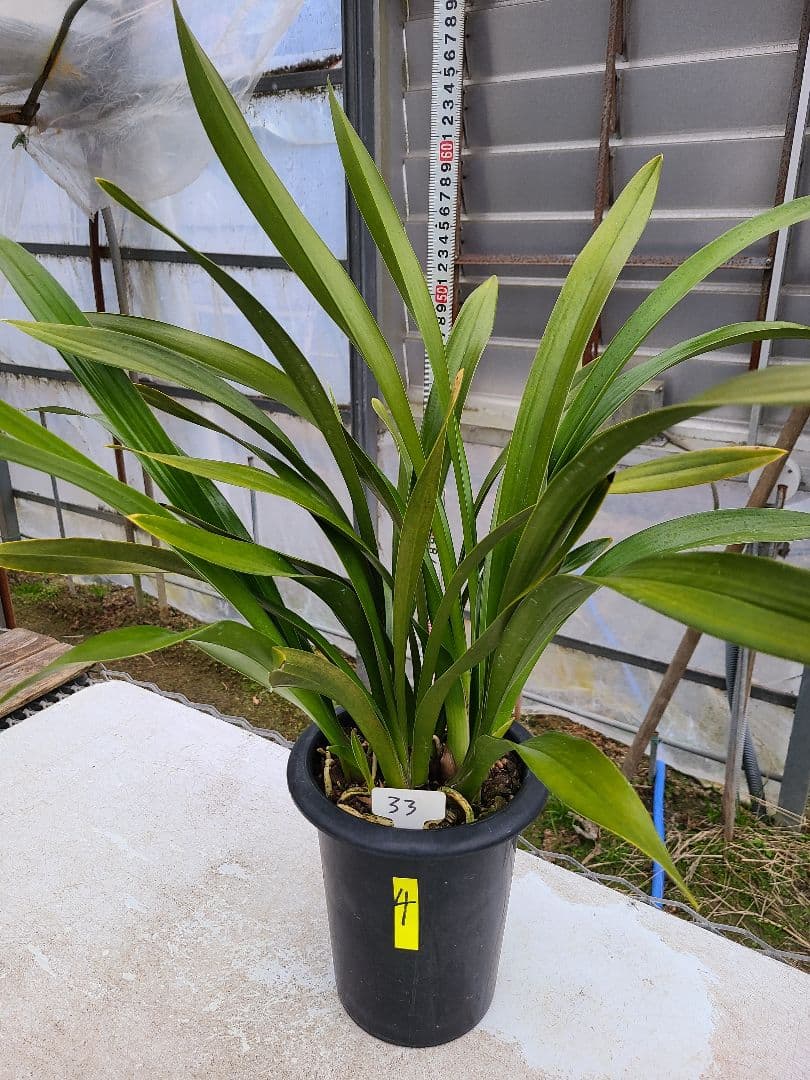 フォアゴットンフルーツ。2鉢。蜜蜂誘引蘭。日本蜜蜂。シンビジューム