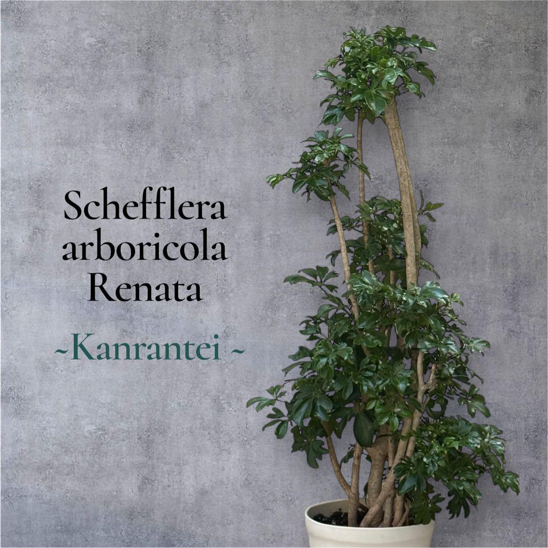 シェフレラ レナータ♪ 太幹 117cm ボリューム感あるフォルム♪ - メルカリ