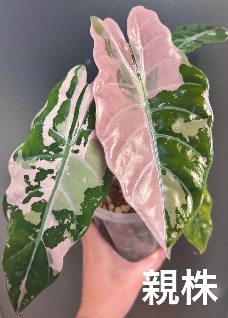 【芋発根済み】 アロカシア　シャントリエリ　ピンク　斑入り