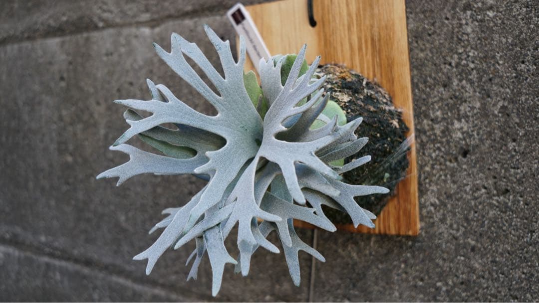 ビカクシダ P.willinckii 'Bacteria spore select '