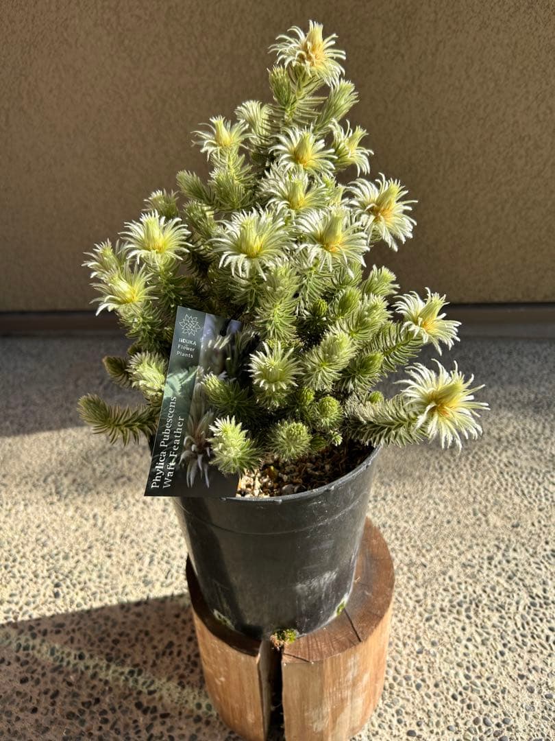 フィリカプベッセンスワフトフェザー7号①